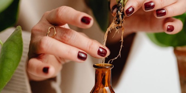 Extracto de ginseng en cosmética ecológica: beneficios revitalizantes y antioxidantes para la piel